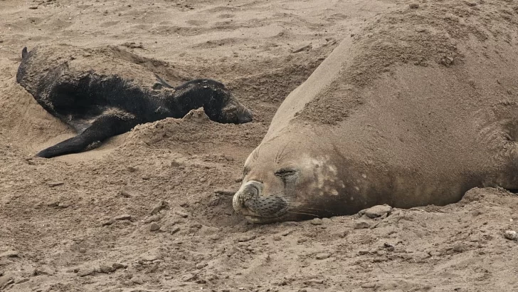 Nace un elefante marino en Puerto Quequén