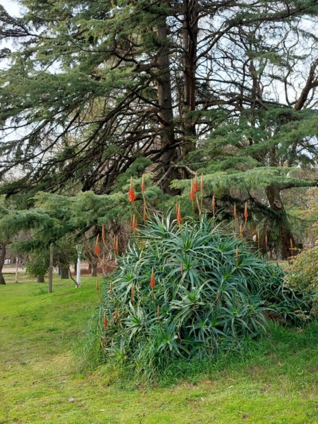 Más de un millón de árboles