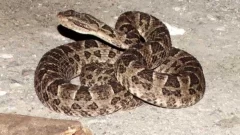 Apareció una yarará en el parque