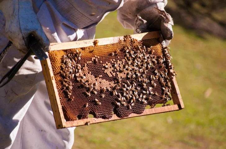 Este jueves se realizará una capacitación apícola