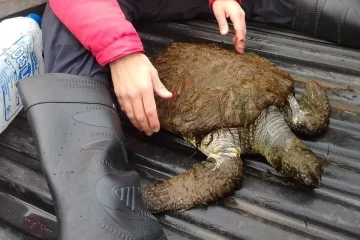 Rescataron un ejemplar de tortuga verde en la playa Karamawi