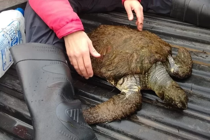 Rescataron un ejemplar de tortuga verde en la playa Karamawi