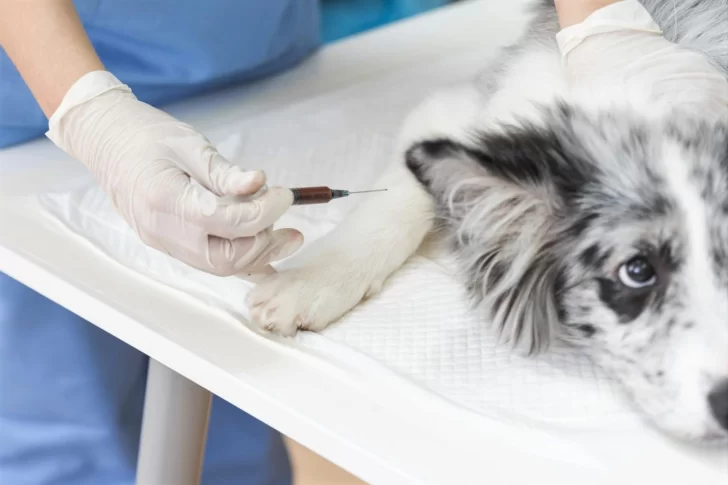 Concientizan para prevenir enfermedades transmitidas por animales