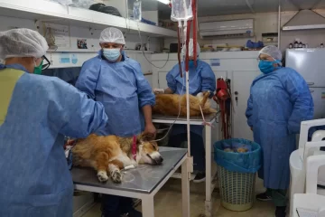 Los turnos del programa municipal de castraciones gratuitas se otorgan por WhatsApp