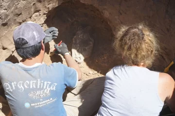 Hallán cráneo de un mamífero que habría vivido en la Era de Hielo