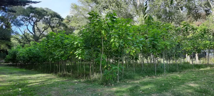 Durante el invierno se entregaron más de 900 árboles para plantación urbana