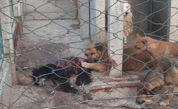 Proteccionistas se manifestaron en Juárez e increparon al intendente en medio de la misa patronal