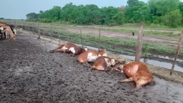 Un rayo fulminó a 65 terneros dentro de un corral en Formosa