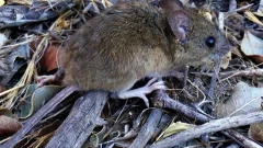 Confirmaron un caso de hantavirus en la provincia de Buenos Aires
