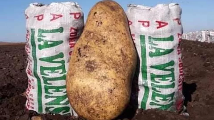 Cosecharon una papa gigante en Barker