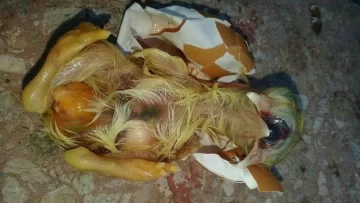 Bajo Hondo: nació un pollito con 2 cabezas, 3 picos y un ojo grande