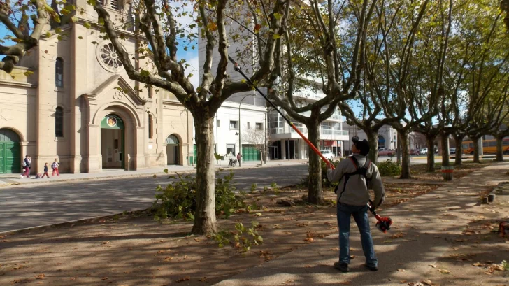 Está habilitada la poda de arbolado urbano