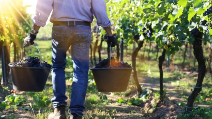 Se dictará en Balcarce la carrera de Enología