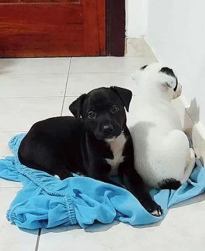 Somos 4 hermanitos que fuimos abandonados en un balde con 30 días