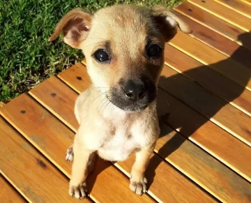 Somos 2 hermanitas que fuimos abandonadas en el basural