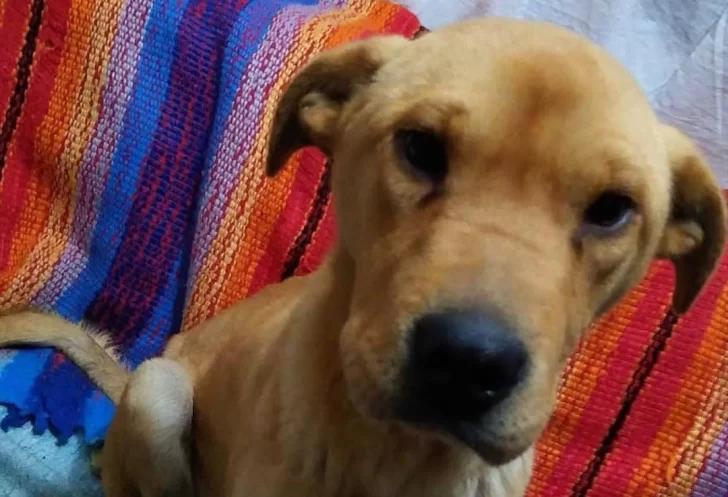 Este cachorro de aprox 6 a 8 meses se llama Miguel