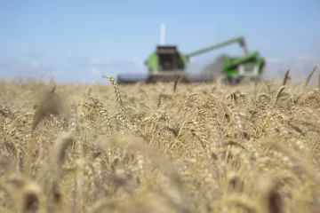 La Bolsa de Comercio de Rosario volvió a recortar la estimación de producción de trigo