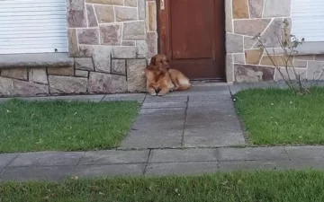 Indignante: se mudaron a Corrientes y abandonaron al perro