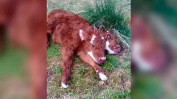 Nació una ternera con dos cabezas en el sur bonaerense