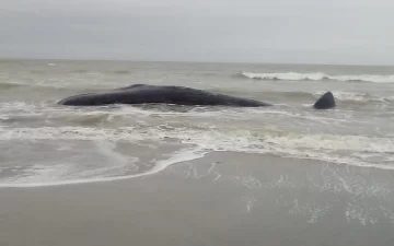 Apareció una ballena muerta a metros de la costa en Camet