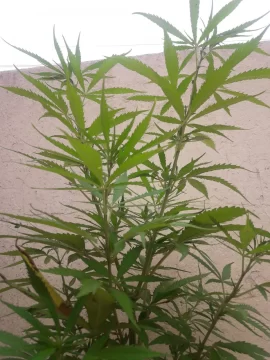 Cannabis: Desde hoy es legal cultivarlo para uso medicinal