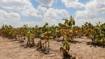 Declararon la emergencia agropecuaria en más distritos bonaerenses. Necochea sigue esperando