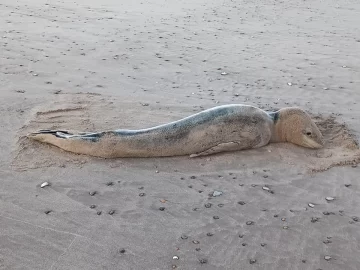 Apareció una foca leopardo en Cueva del Tigre. Piden a los vecinos no acercarse al animal