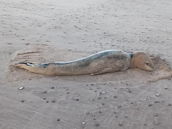 Apareció una foca leopardo en Cueva del Tigre. Piden a los vecinos no acercarse al animal