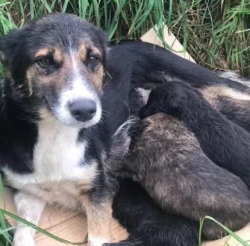 En una semana abandonaron más de 30 cachorros