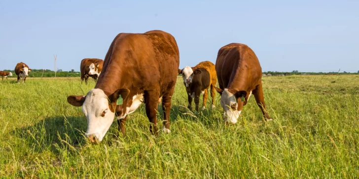 El poco pasto, complica la ganadería