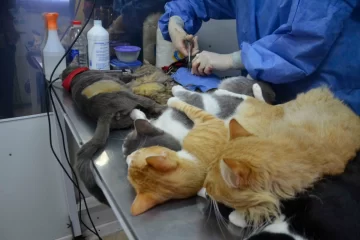 Los turnos para castrar mascotas deben pedirse telefónicamente
