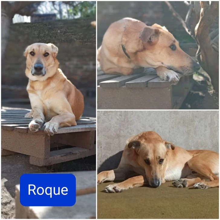 Les dio tránsito a cuatro perritos, pero ahora se tiene que mudar y necesita ayuda