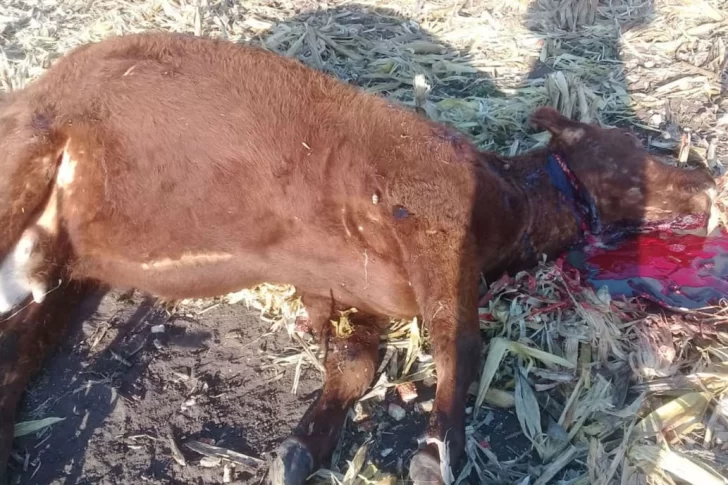 Advierten un fuerte aumento del robo de ganado en la zona