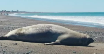 La Gripe Aviar ya mató más de 1.300 crías de elefantes marinos