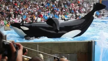 Impulsan un amparo por la liberación la orca de Mundo Marino