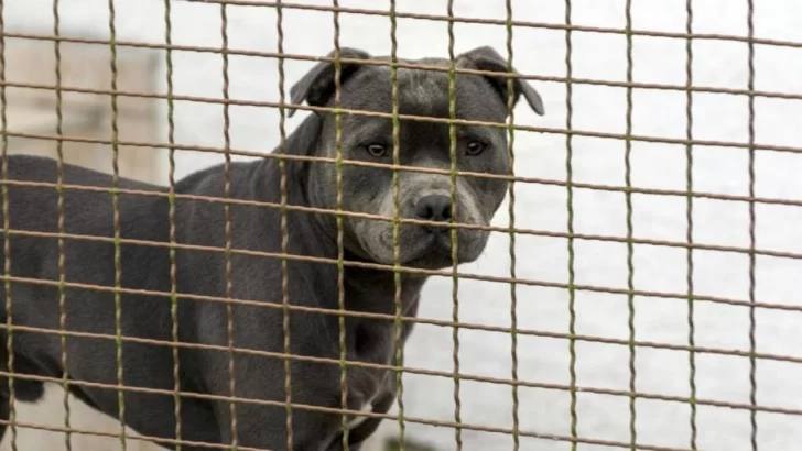 Un Pitbull ingresó a una vivienda y mató al Caniche de la familia
