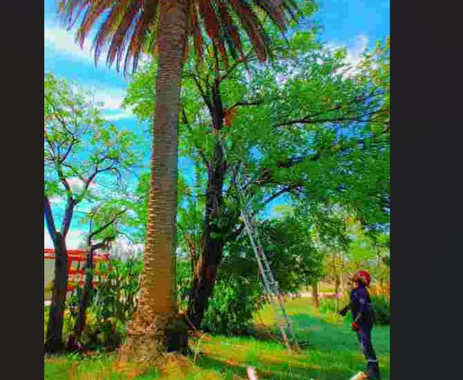 Bomberos rescatan un gato de una palmera