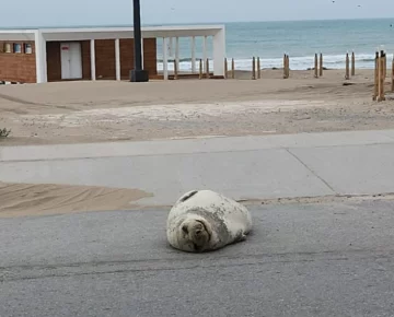 Trabajan para sacar un elefante marino de la avenida 2