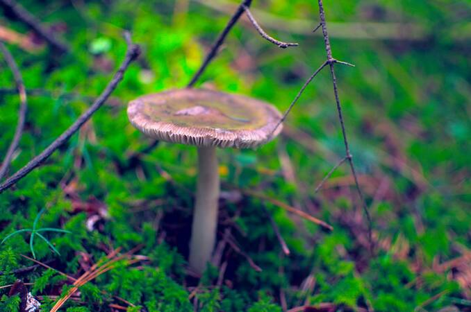 Inauguran el “Sendero de hongos” en el Parque Miguel Lillo