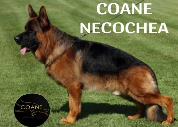 Los ovejeros viajan a representar a Necochea en La Rioja