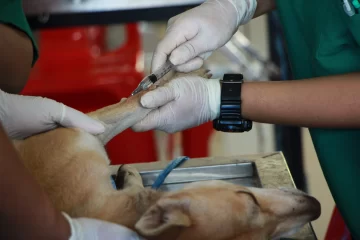 Enterate dónde es el nuevo operativo de castración masiva del quirófano móvil
