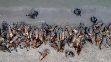 La población de lobos marinos se redujo un 15%