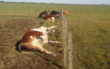 Un rayo mató a cinco vacunos en la zona rural de Balcarce