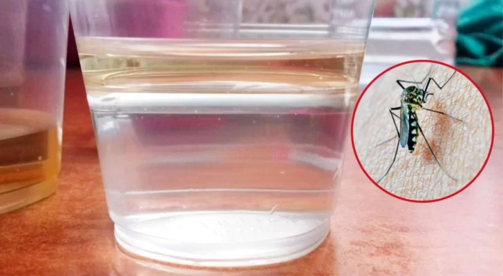 Truco casero: cómo eliminar los mosquitos para siempre