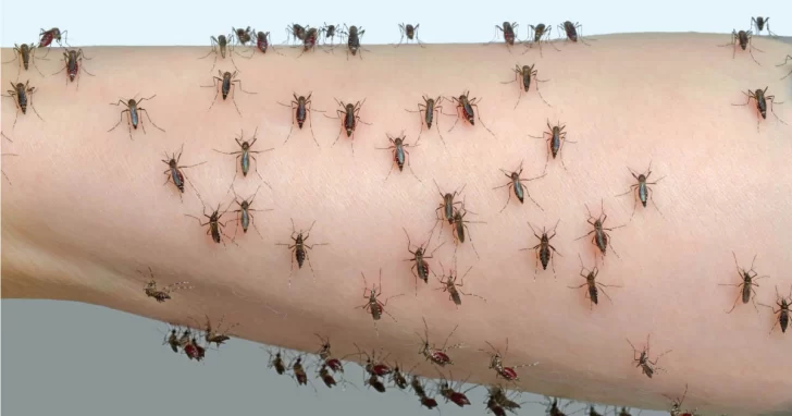 Invasión de mosquitos: pueden transmitir Encefalitis Equina y su reducción podría demorar 10 días