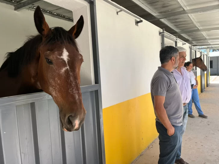 Llegó la primera tanda de caballos de la policía montada