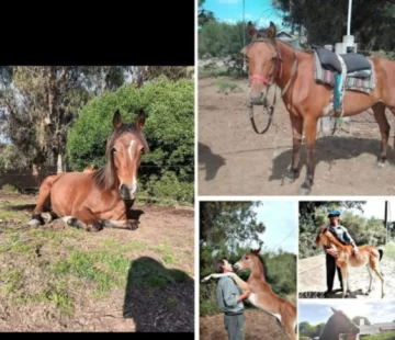 Robaron y descuartizaron dos caballos en Quequén