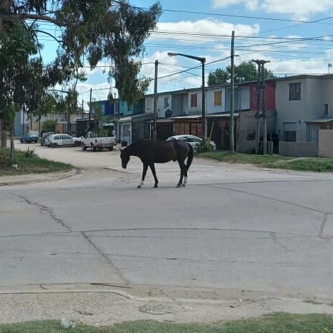 Caballos sueltos en 98 y 67