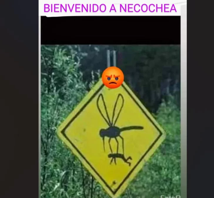 Invasión de mosquitos: los memes no tardaron en llegar