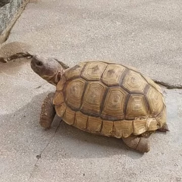 Vecina del barrio UOCRA busca a su tortugo “Messi”